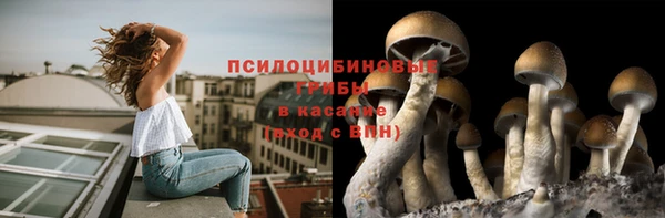прущие грибы Беломорск